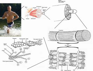 800px-skeletal_muscle