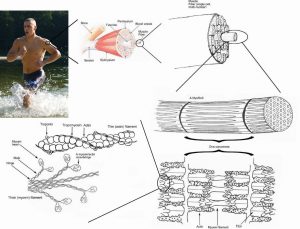 1177px-skeletal_muscle